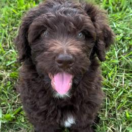 Sven - Red male Aussiedoodle puppy in Churchville, New York from Bluebird Family Farm