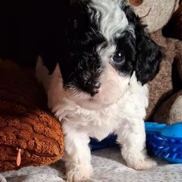 Yin - Black and white male Shihpoo puppy in Macon, Georgia from Shipoo Lane