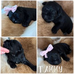 Tammy - Miniature Schnauzer puppy in Victorville, California from West Coast Royal Miniature Schnauzer