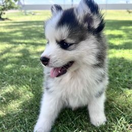 Frederick - Black and white male Pomsky puppy in Amarillo, Texas from Pom Pom Pomskies