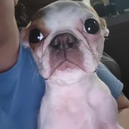 Boston Terrier and French Bulldog Puppies from Peachy Keen Bostons and Frenchies