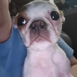 Boston Terrier and French Bulldog Puppies from Peachy Keen Bostons and Frenchies