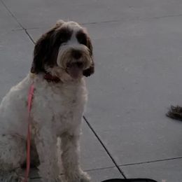 Portuguese Water Dogs from Atlantis Puppies