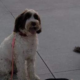 Portuguese Water Dogs from Atlantis Puppies
