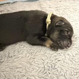 Silver Male - Sable male German Shepherd puppy in Saratoga Springs, Utah from Vom Stille Teufelshunde Kennels