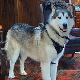 Alaskan Malamute All Grown Up from Jamie Minchew's Alaskan Malamutes
