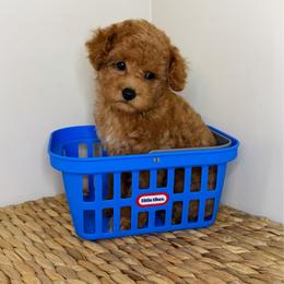 Lennox - Toy Poodle - Red male Companion Cross puppy in Morehead, Kentucky from Paw Perfect Pets
