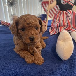 Poodle puppies from Henn's Toy Poodles