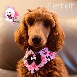 Poodle Puppies from Aglow Standard Poodles