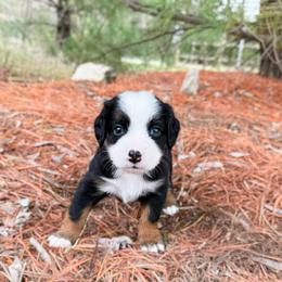 Paige - unfurnished - Tri-color female Bernedoodle puppy in Wamego, Kansas from Doodles of Oz