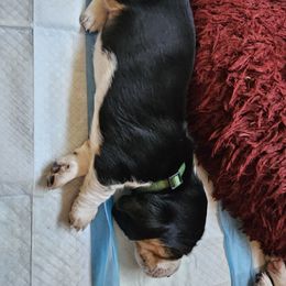 Basset Hound Puppies from Marvel-ous baby basset hounds