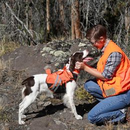 Brittanys from Aviary Kennels