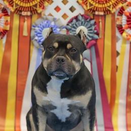 American Bullies from ArK9 Capabulls