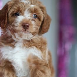 Champ - Red male Bernedoodle puppy in Concord, California from Golden State Good Dogs