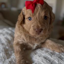 Melody green collar - Apricot female Goldendoodle puppy in Queen Creek, Arizona from Sunny Doodles