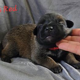 Jo's Red - Mahogany female Belgian Malinois puppy in Berry, Alabama from North River k9