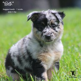 Australian Shepherd, Miniature American Shepherd, Miniature Australian Shepherd, and Toy Australian Shepherd Puppies from TK Standard, Mini, & Toy Aussies