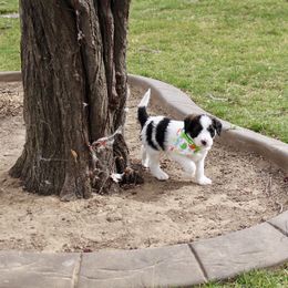Bernedoodle, Goldendoodle, and Poodle Puppies from Raintree Standard Poodles & Mini Doodles