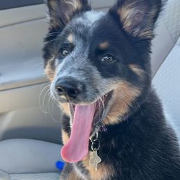 Australian Cattle Dog All Grown Up from Flying J Homestead Cattle Dogs