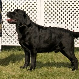 Labrador Retriever All Grown Up from KVF Labradors