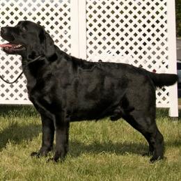 Labrador Retriever All Grown Up from KVF Labradors