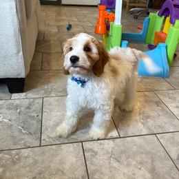 Coconut - Blenheim male Cavapoo puppy in Sugarcreek, Ohio from True Hearted Doodles