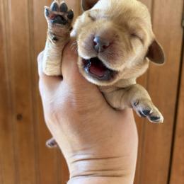 (Yellow) 4th Pick Male - Yellow male Labrador Retriever puppy in Tomahawk, Wisconsin from Mahner Labs