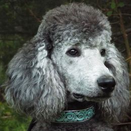 Shadow - Poodle