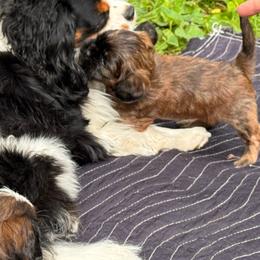 Betty - Brindle female Cavatzu puppy in Saint Paul, Minnesota from Amy’s Puppy Tzu