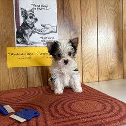 Boy 3 - Parti male Yorkshire Terrier puppy in Bear Creek, North Carolina from Yorkie Time