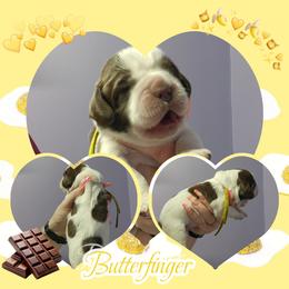 Butterfinger - Liver white and tan male English Springer Spaniel puppy in Westover, Maryland from Sterling's springer Haven
