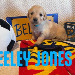 Keeley Jones - Golden female Golden Retriever puppy in Salt Lake City, Utah from Soaring golden retrievers