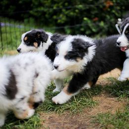 Australian Shepherd Puppies from Riot Austrailan Shepherds