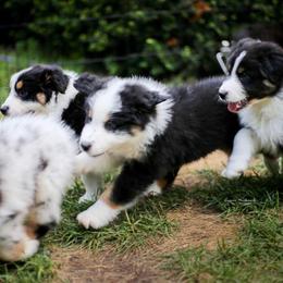 Australian Shepherd Puppies from Riot Austrailan Shepherds