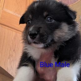 Boy 2 - Black and tan male Pembroke Welsh Corgi puppy in Alexandria, Minnesota from Tammy Gorham Corgis
