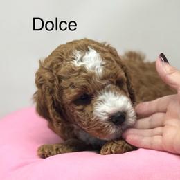 Dolce - Red  male Goldendoodle puppy in Danville, Virginia from Stella’s Stunning Goldendoodles of VA