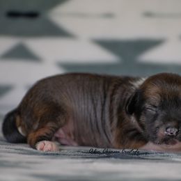 Chinese Crested Puppies from Qilin Chinese Crested