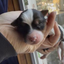 Lucky (Black) - Parti male Yorkshire Terrier puppy in South Lake Tahoe, California from Sierra Nevada Yorkies