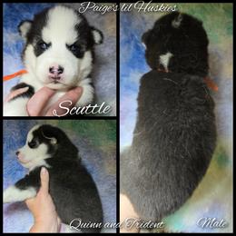 Scuttle - Black and white male Siberian Husky puppy in Bloomfield, Indiana from Paiges lil huskies