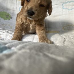 Goldendoodle Puppies from Cassie Farms