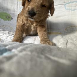 Goldendoodle Puppies from Cassie Farms