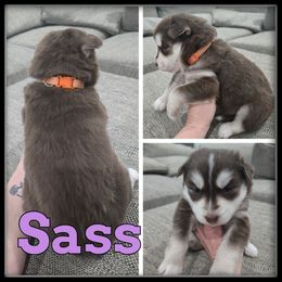 Sass - Red and white female Siberian Husky puppy in Wheeler, Michigan from Haase Family Kennels