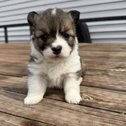 London FLUFFY - Sable female Pembroke Welsh Corgi puppy in Fairchild, Wisconsin from Reigning Corgis