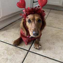 Honey - Dachshund
