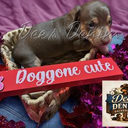 Dachshund Puppies from Dee’s Denim Dachshunds