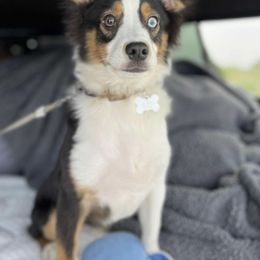 Eros - Miniature Australian Shepherd