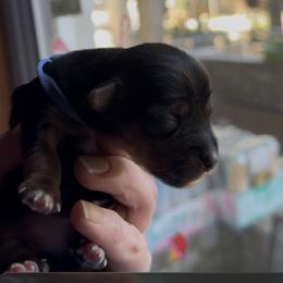 Chip (Periwinkle) - Black and tan male Yorkshire Terrier puppy in South Lake Tahoe, California from Sierra Nevada Yorkies