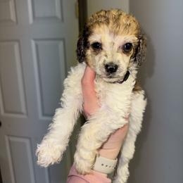 Happy - Parti female Poodle puppy in Anniston, Alabama from All Hale Aussies