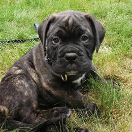 Bullmastiffs and French Bulldogs from Brick Wall Bullies