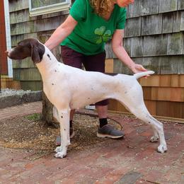 German Shorthaired Pointer All Grown Up from Windward German Shorthaired Pointers